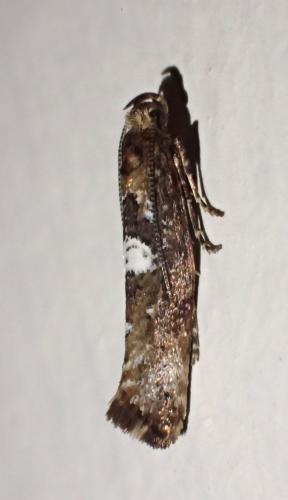 Réf. 273 484 : Acrolepiopsis assectella